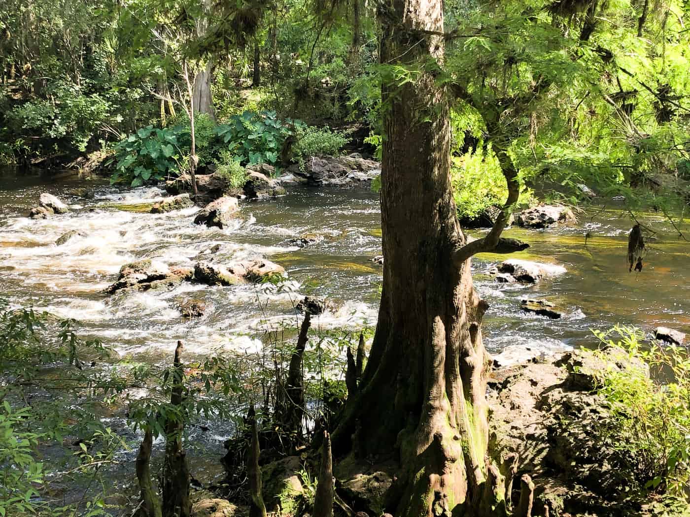 Kayaking, Camping and Adventure at Hillsborough River State Park