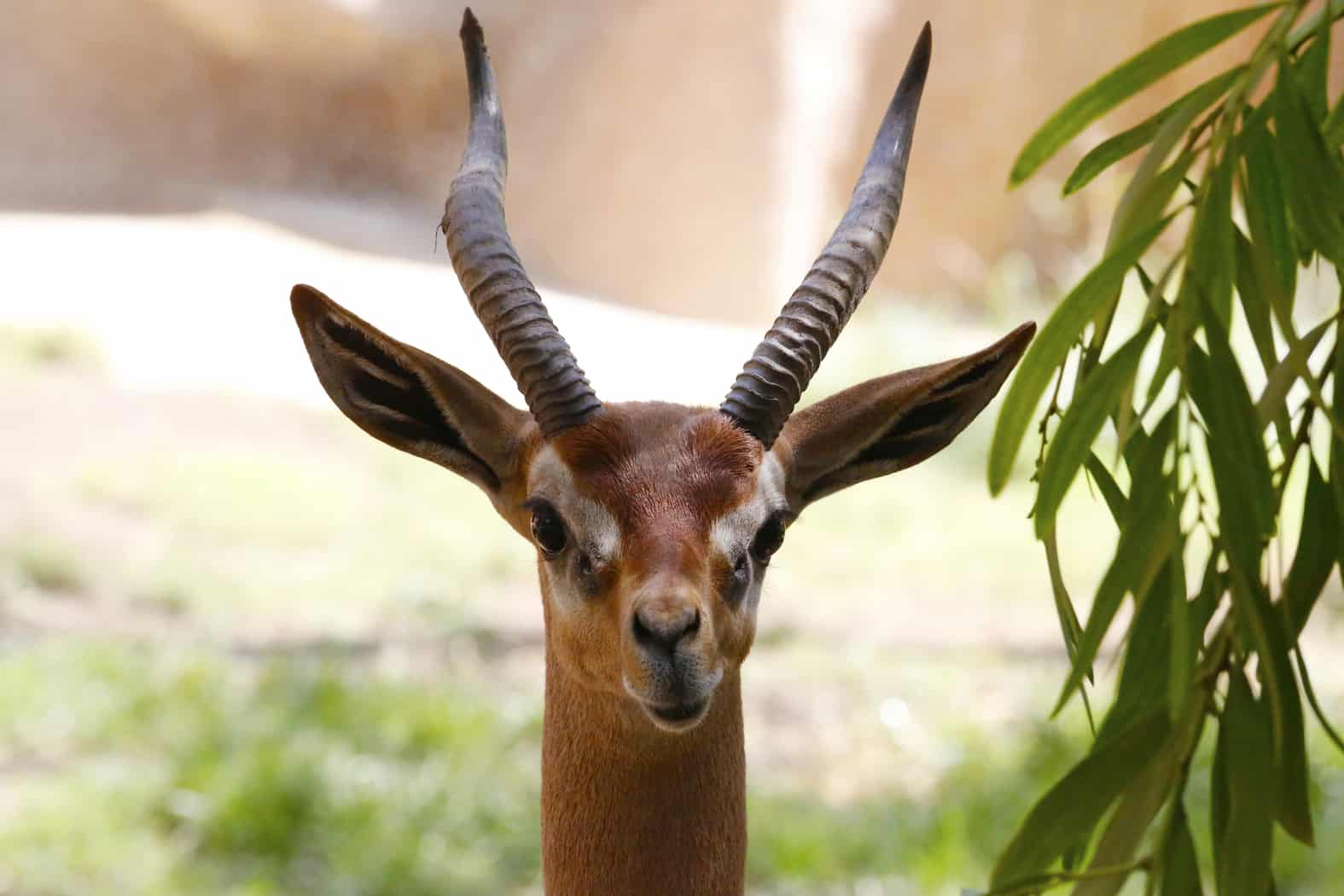 Virtual Zoo Visits Around The World