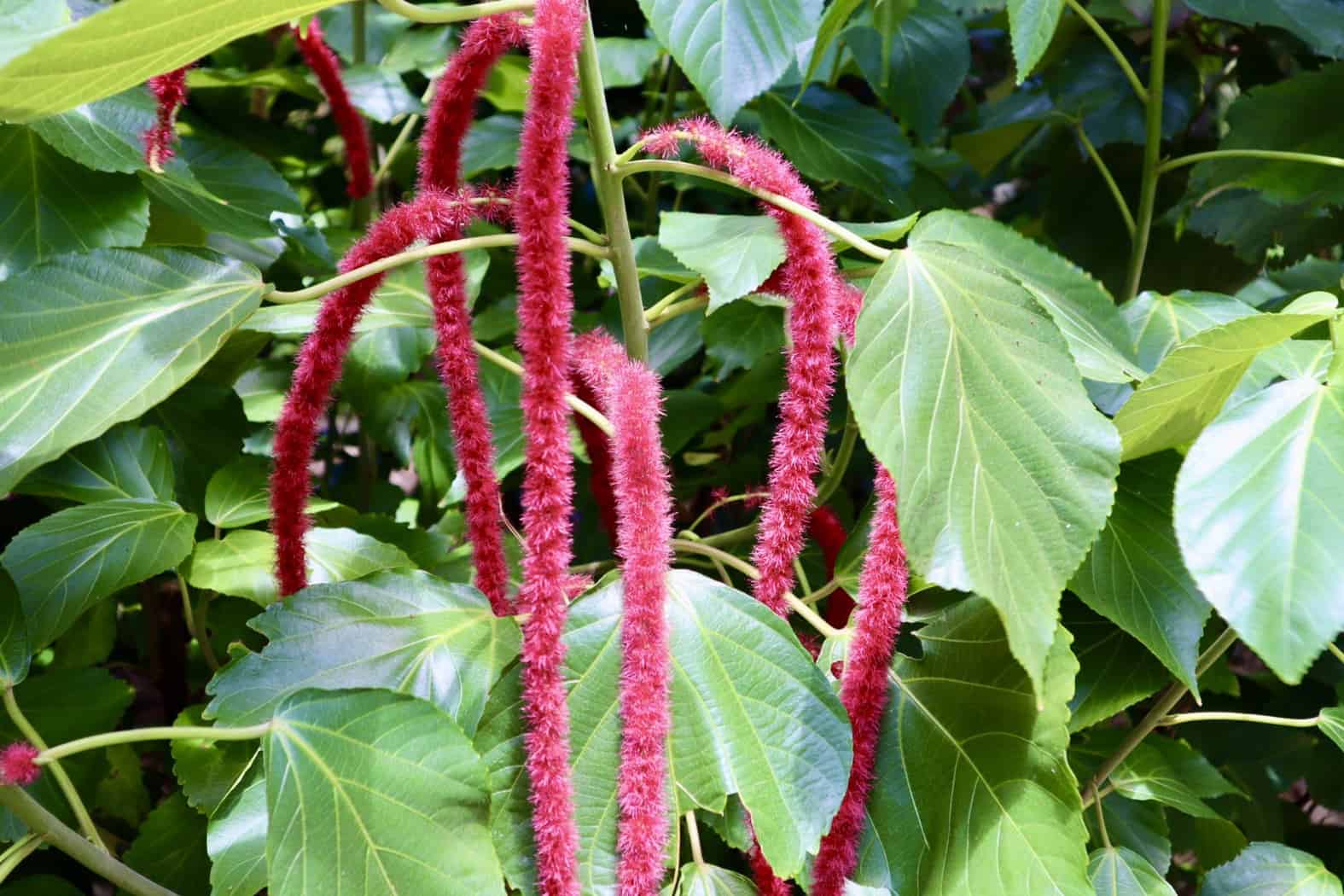A Relaxing Tour of The Florida Botanical Gardens