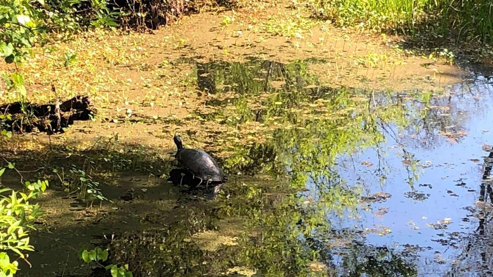 Exploring Brooker Creek Preserve